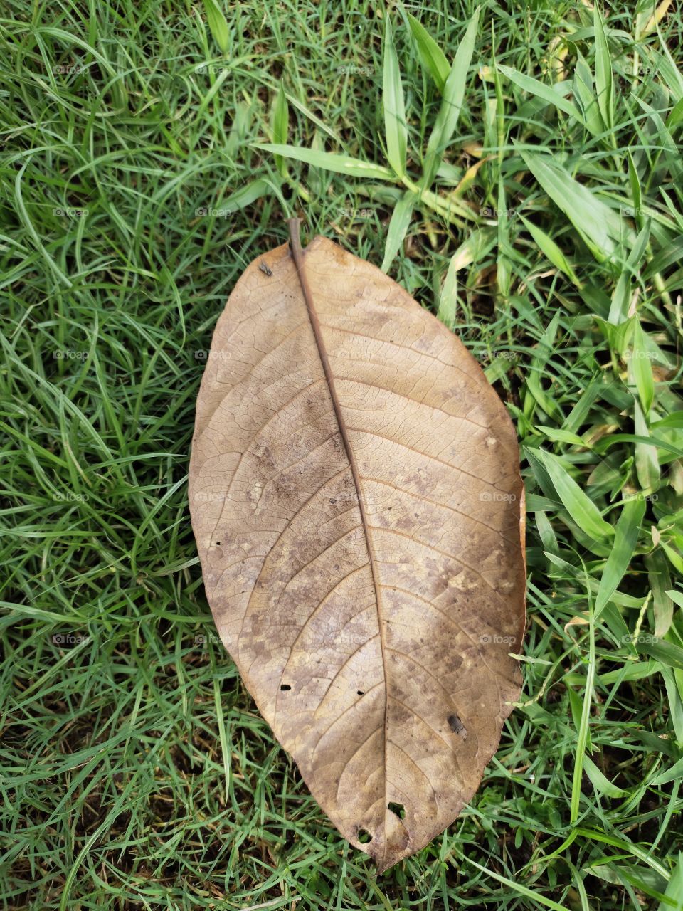 👁️📷📷
Dry Yellow Leaf 🍂
it's Still Beautiful ,
In the Lawn

Biodiversity of World