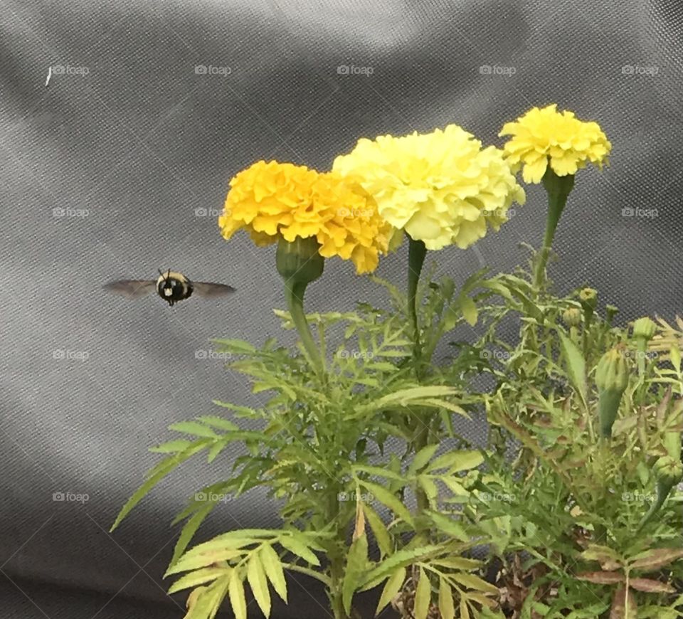 Smiling carpenter bee with yellow marigolds