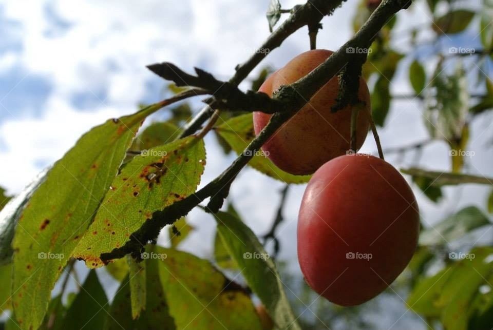 Plums