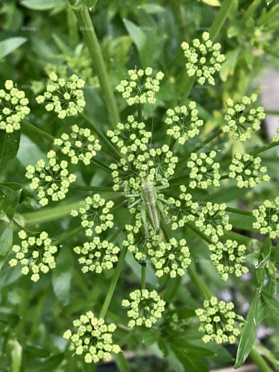 Young grasshopper on parsley seeds