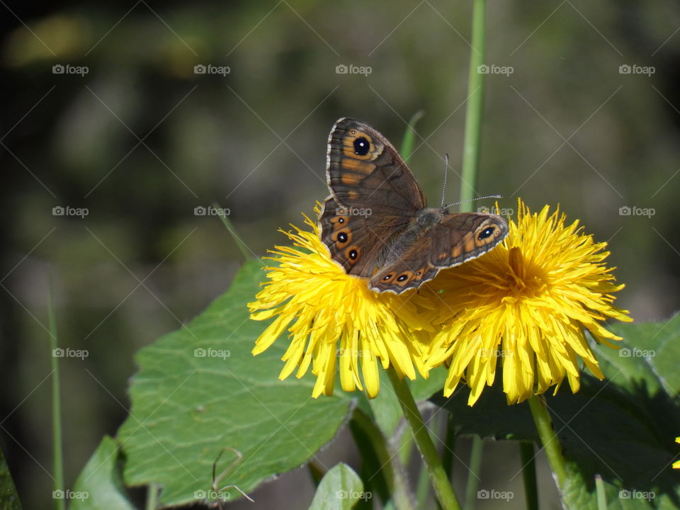 spring time beauty