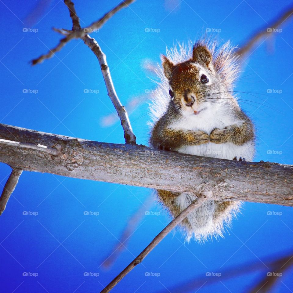 Red Squirrel
