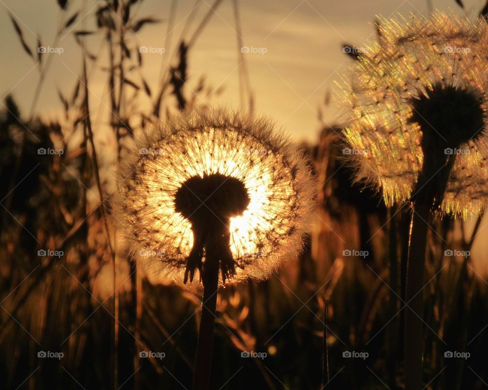 Dandelion flower head against sunset sky