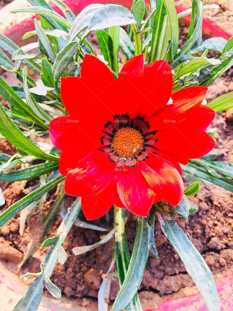 Beautiful flowers