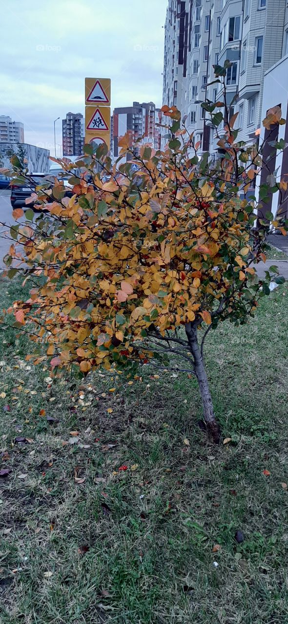 Осеннее   настроение!