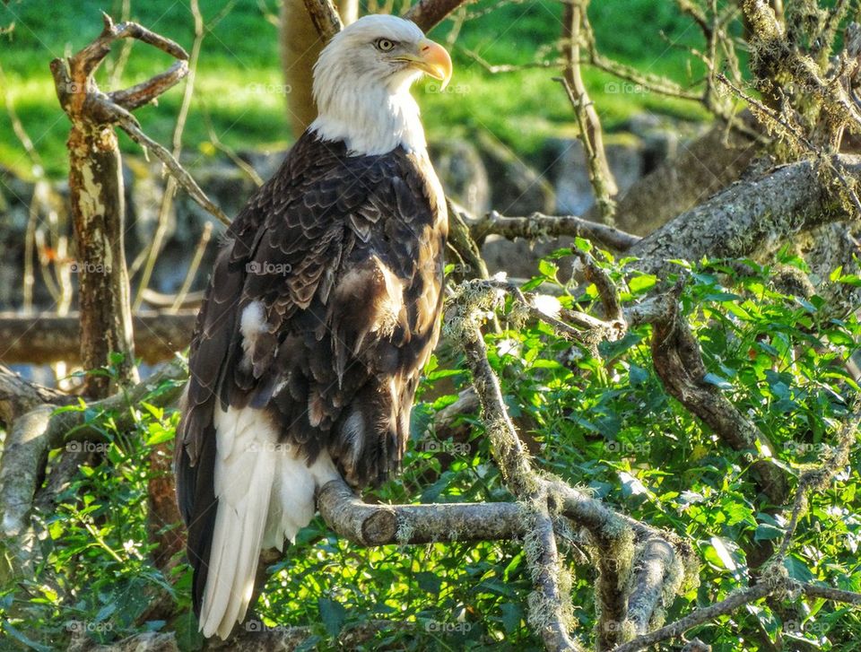 Mighty American Bald Eagle. American Bald Eagle Perched In A Tree
