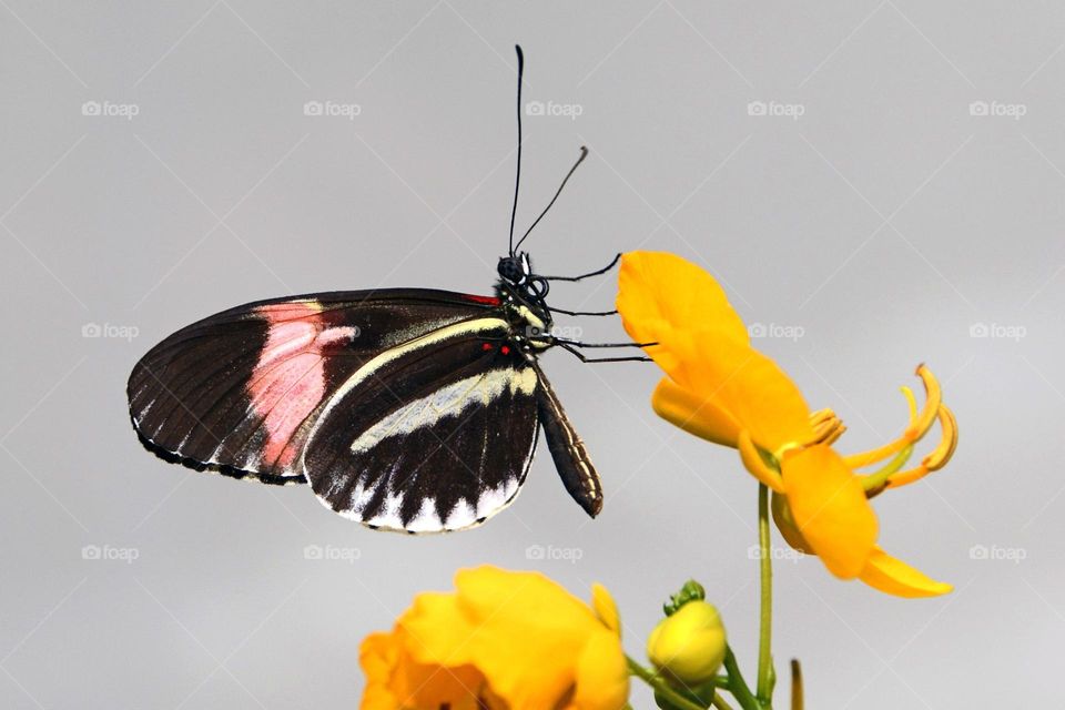 Beautiful and colourful butterfly