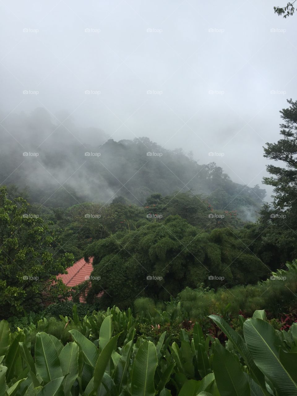 Foggy Costa Rican morning