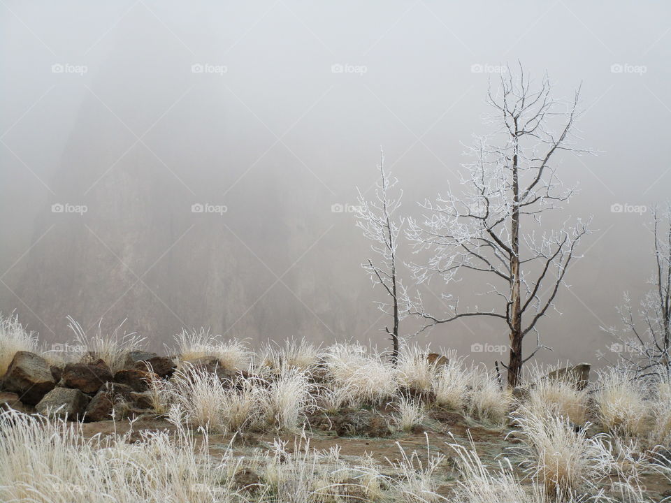 A fresh coat of frost on trees and wild grasses with Smith Rock slightly visible through morning fog on a Central Oregon morning. 