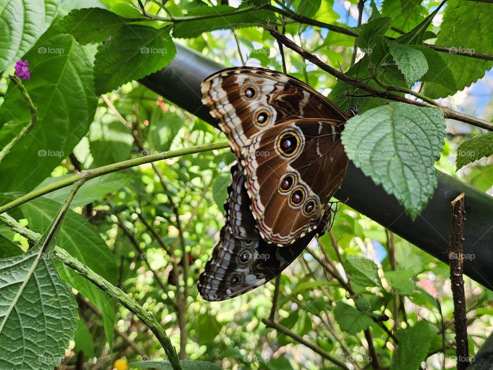 blue morpho butterfly