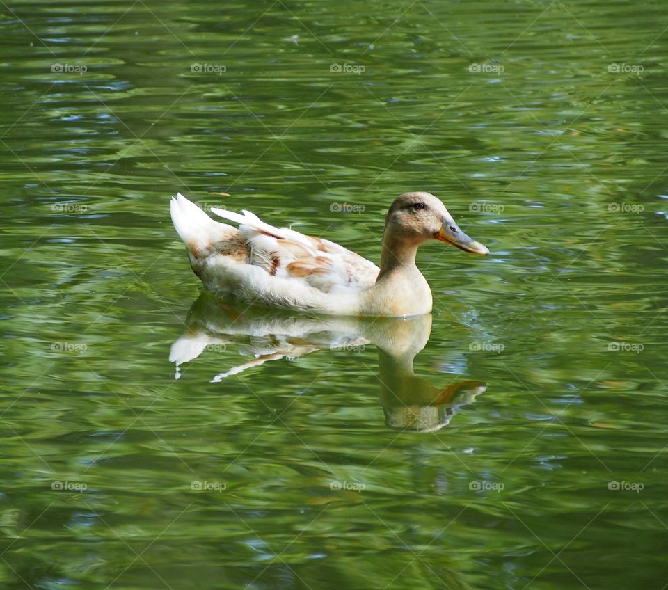 Close-up of a duck swimming in the lake
