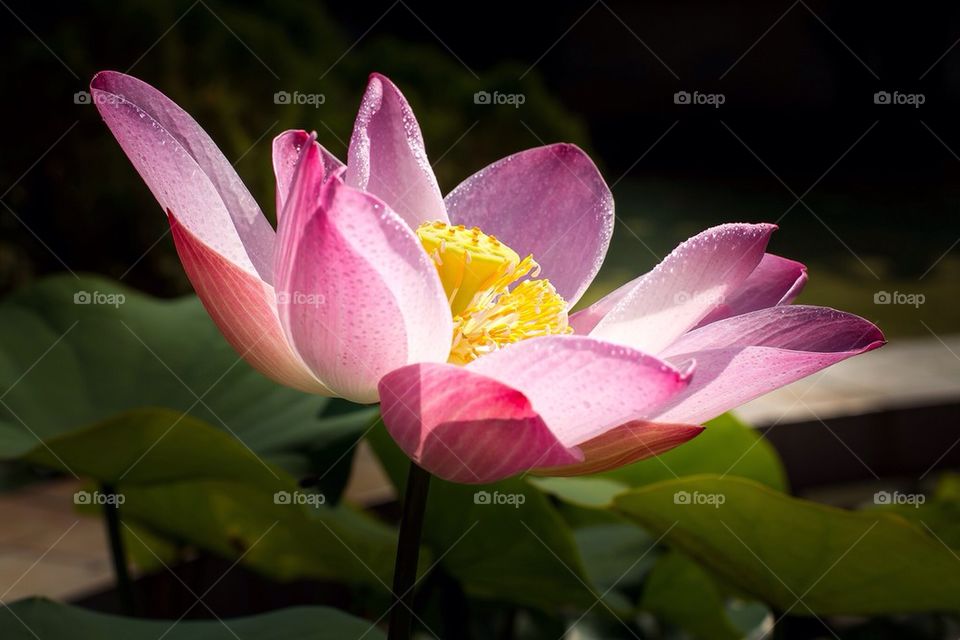 Lotus