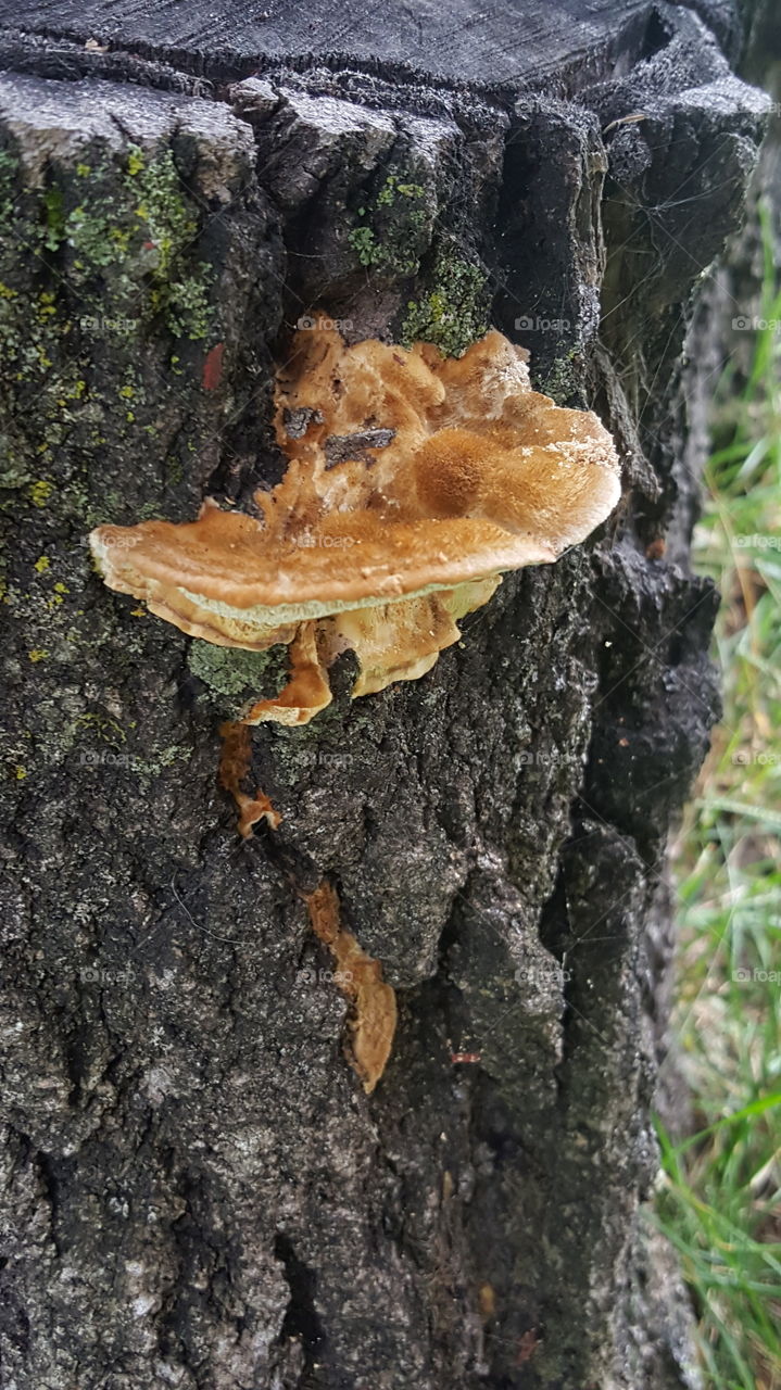 fungi growing on a stump in the summer