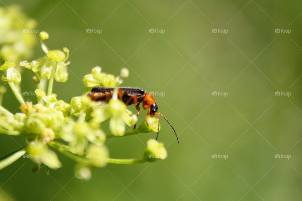 Beetle on plants