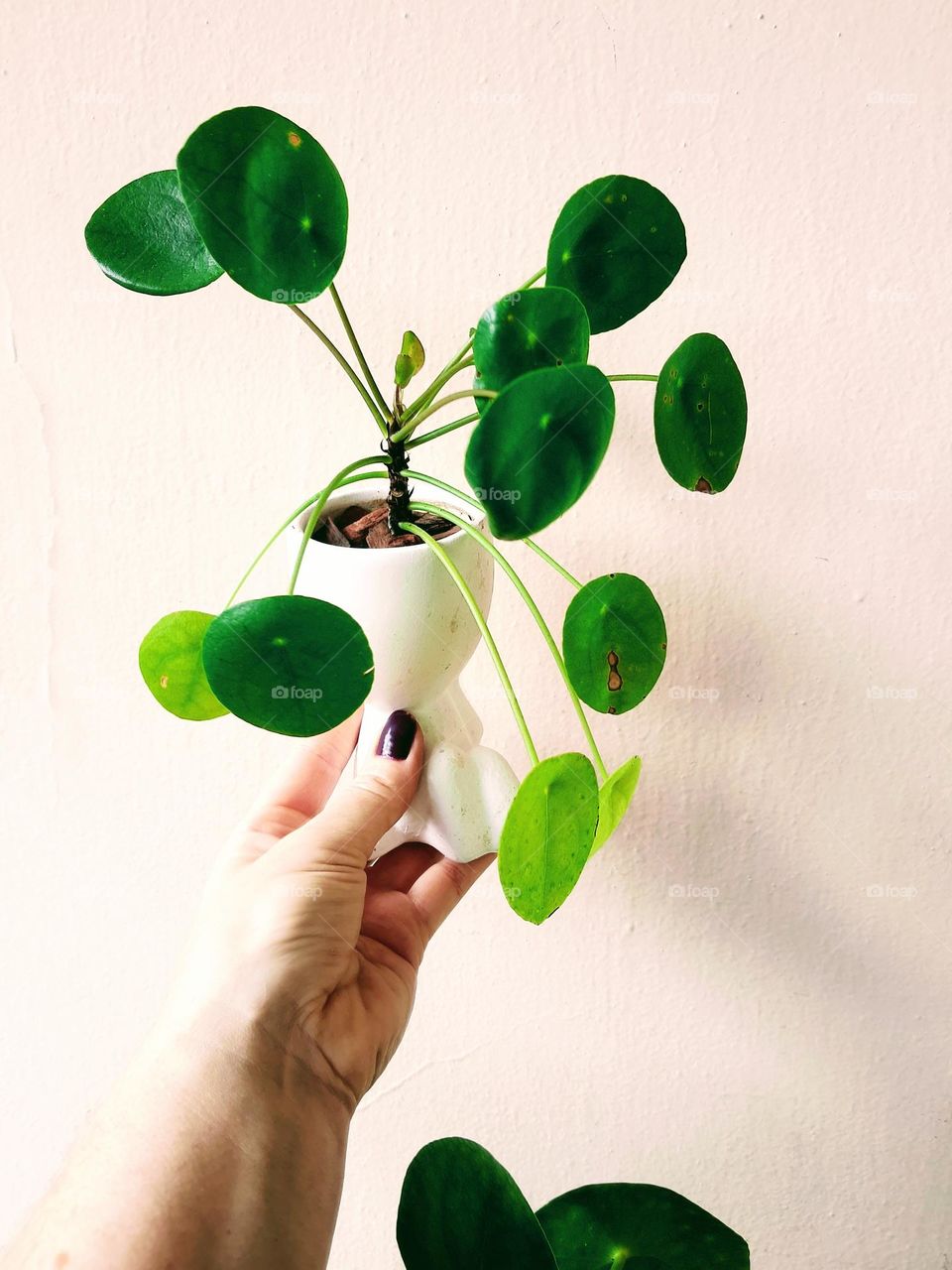 pilea peperomioides