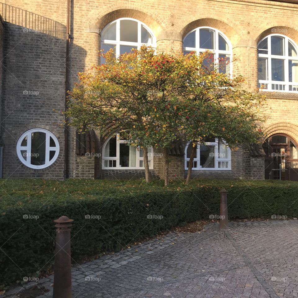 Three small trees with autumn leaves in front of old brick wall building with curved white windows 