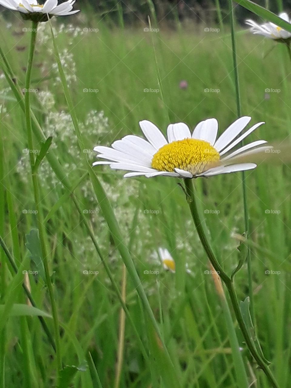 flower in the field