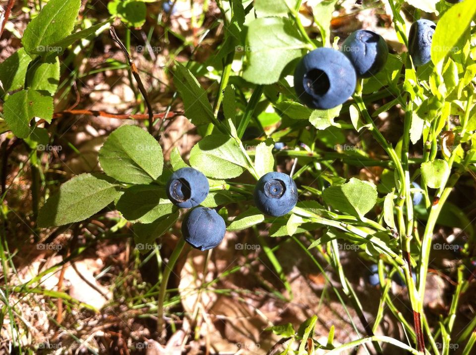 Sprig with blueberries in forest.