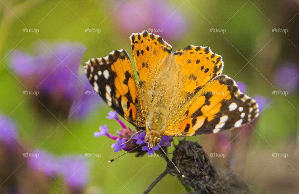 Flowers and butterfly 