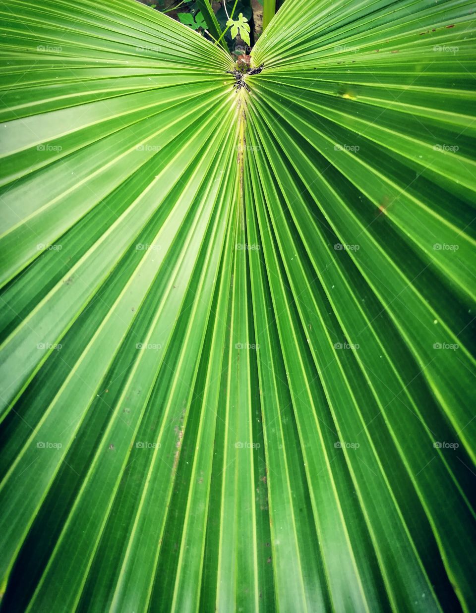 Texture of palm leaf.