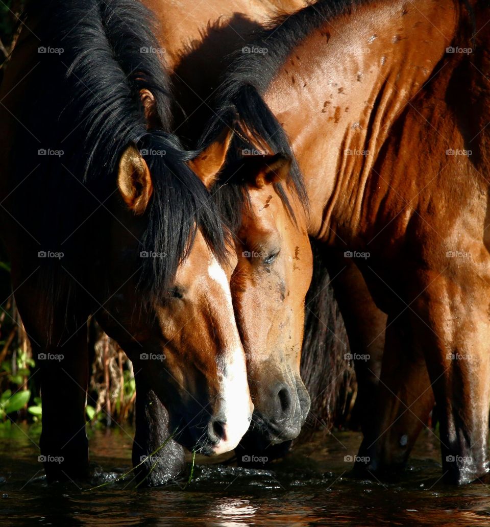Affection Between Two Wild Horses