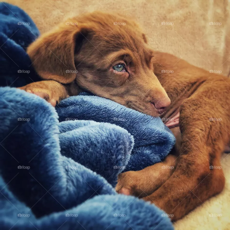 Sweet Puppy