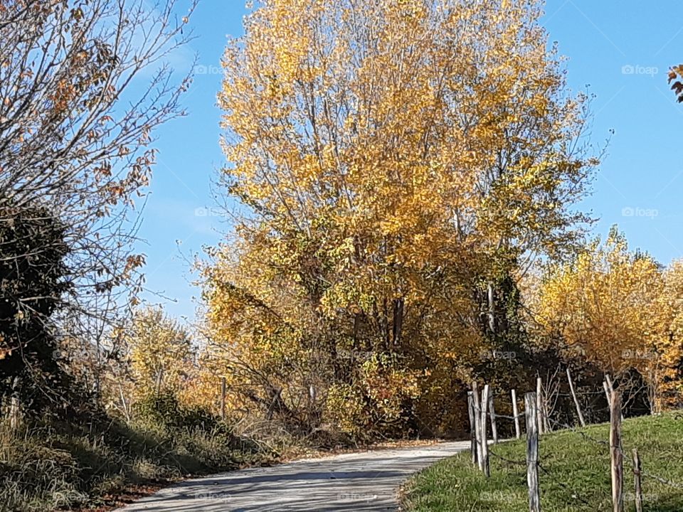countryside with yellow trees in a warm autumn day