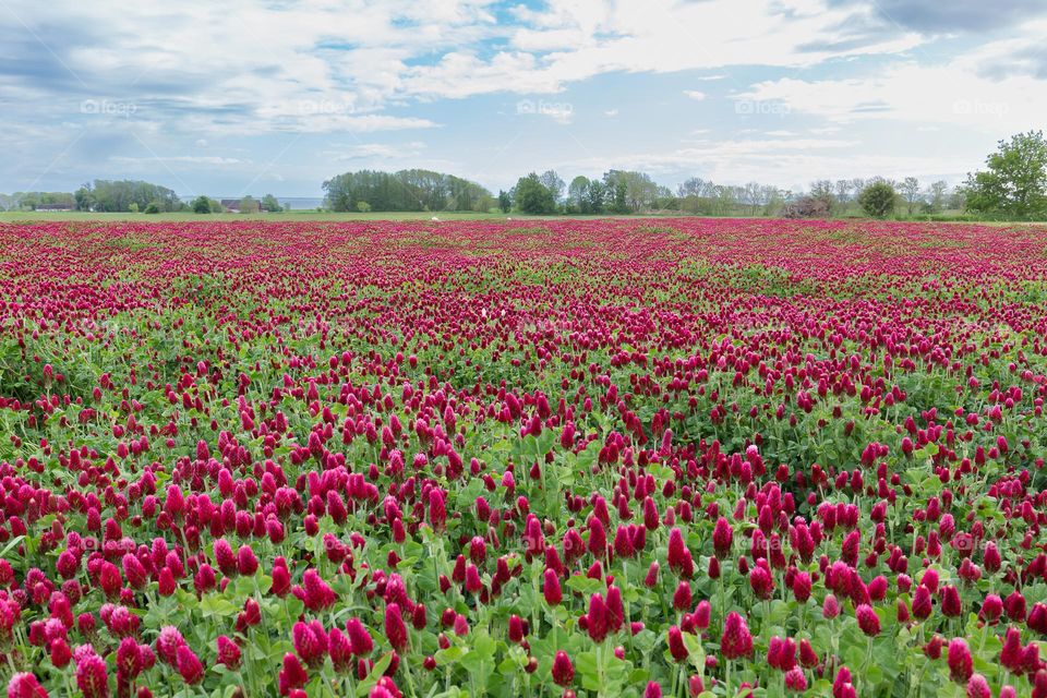 Large field of purple red flowers in the countryside 