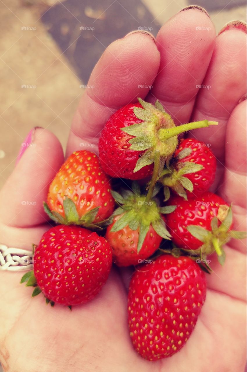 strawberry summer