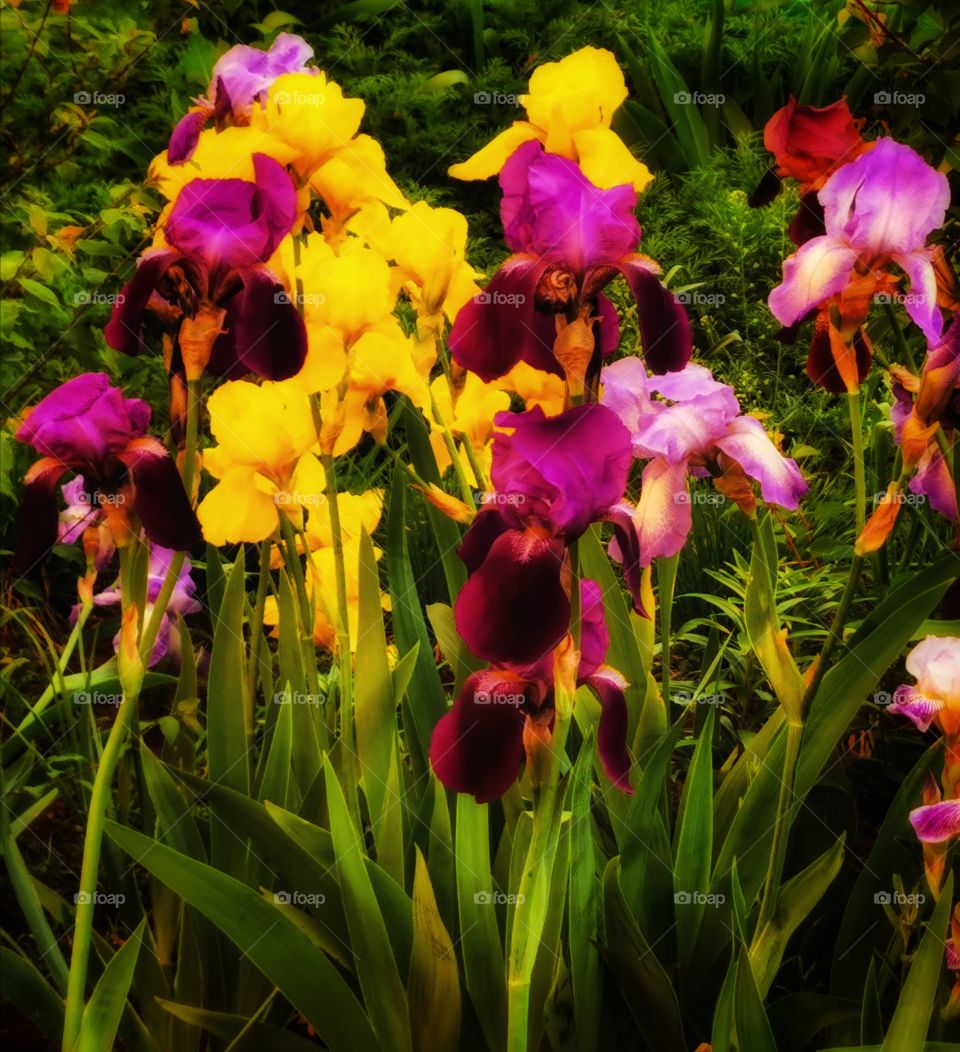 Color day outdoor nature greens wild street