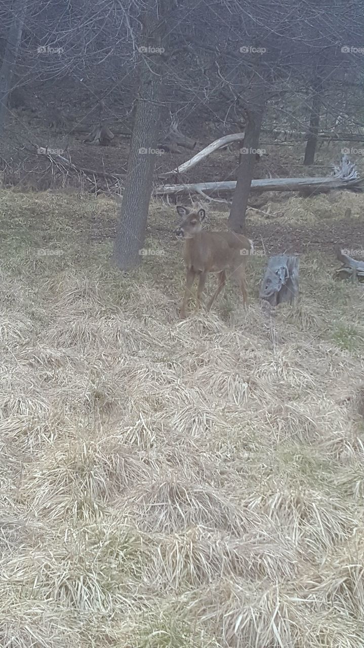 Deer, Nature, Mammal, Grass, Wood