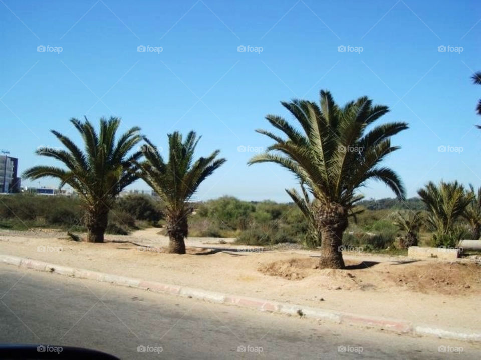 Trees on a desert road