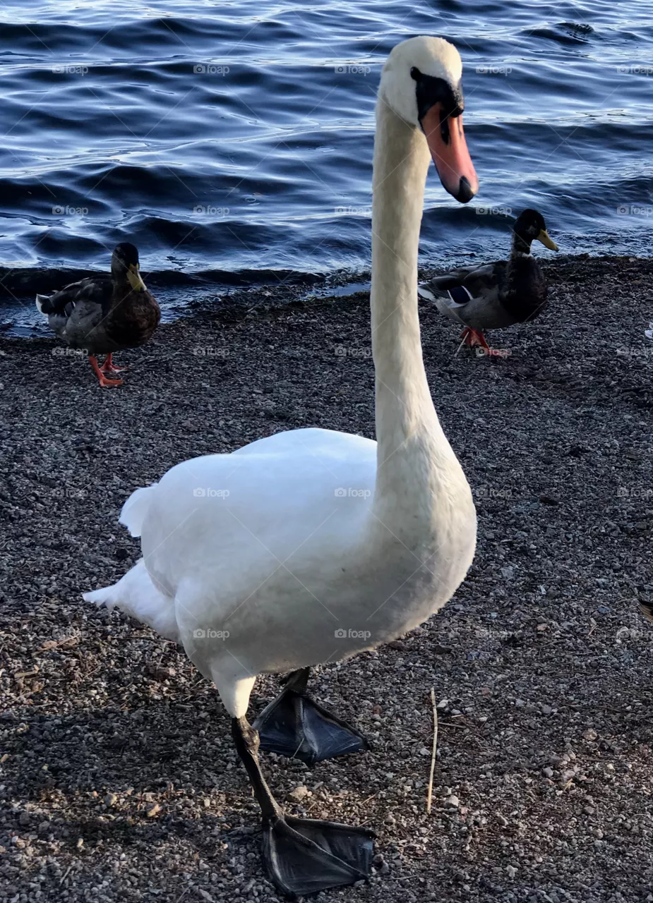 Swan
