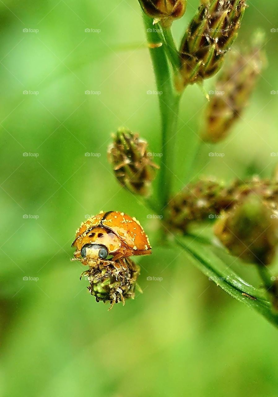 Orange Beetle