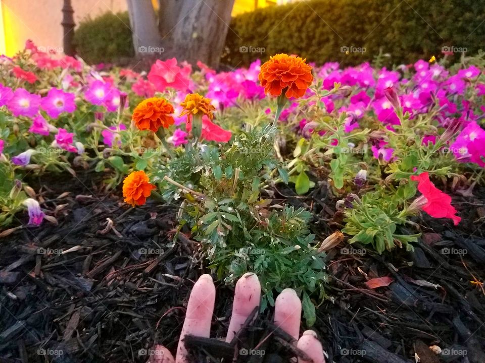 Flowers and mulch