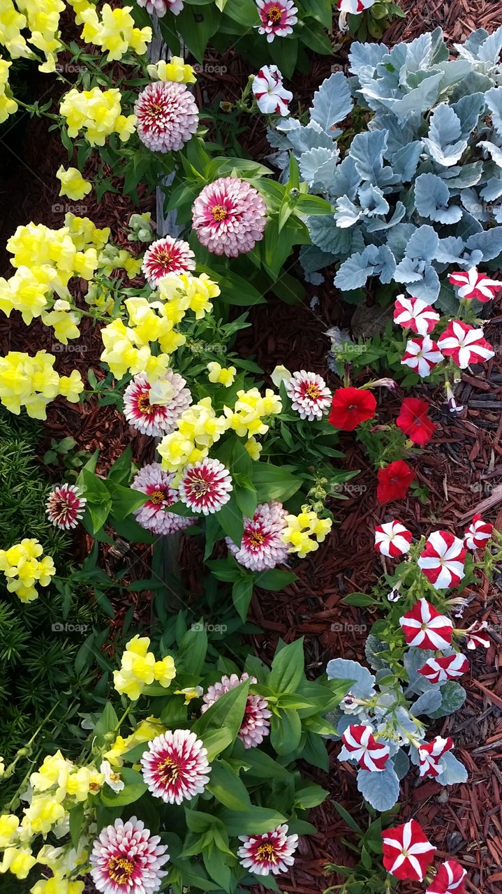 High angle view of multi coloured flowers