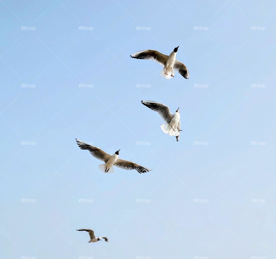 Birds 🕊️🕊️