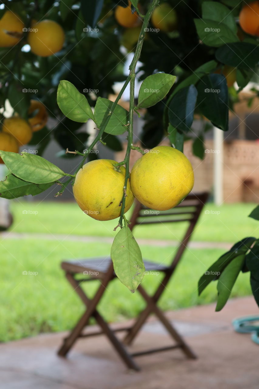 Oranges hanging from branch growing on tree with yard in background selective focus outdoors citrus fruit
