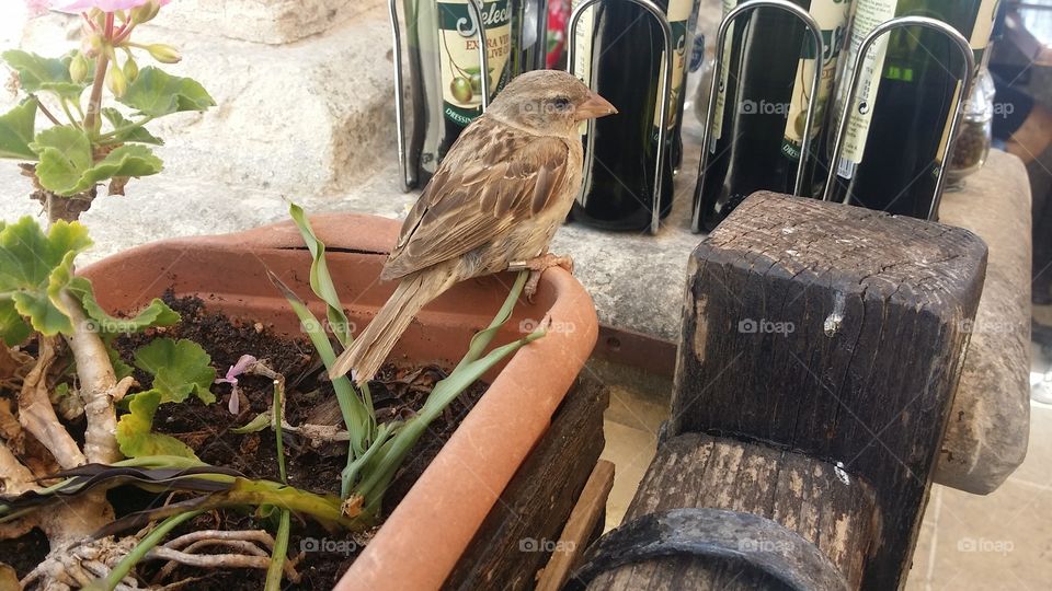 friendly sparrow begging for food