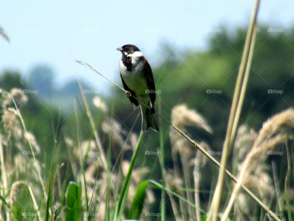 Reed bunting amongst the long grass