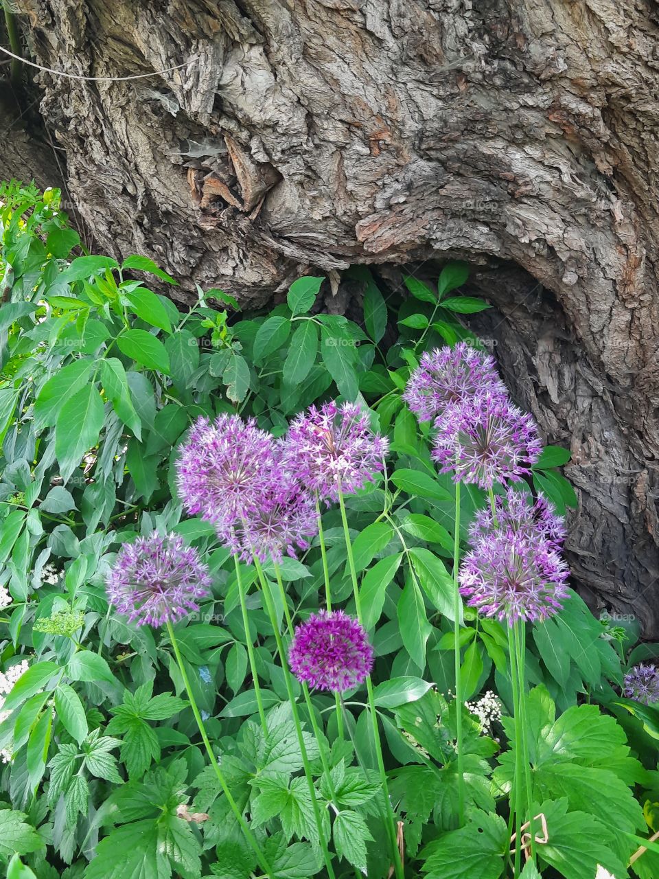 group of purple garlic flowers and old tree trunk