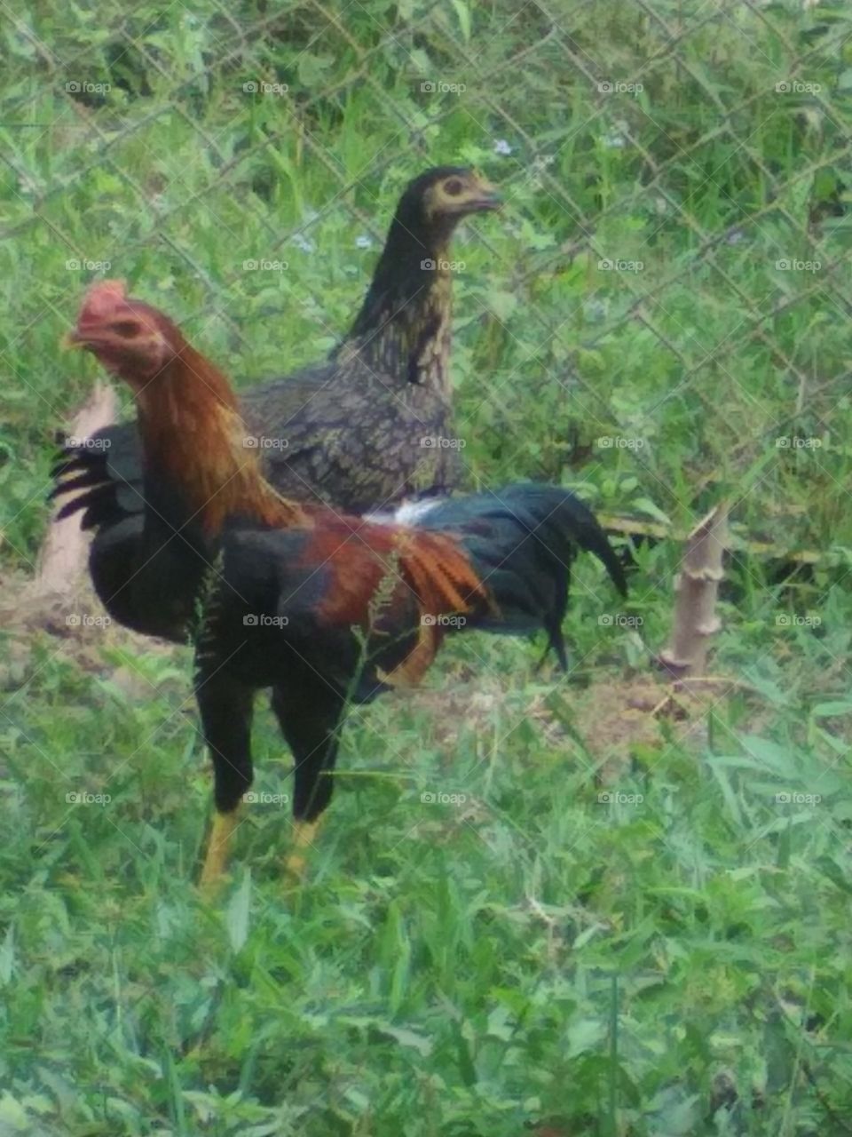 ayam kmpung