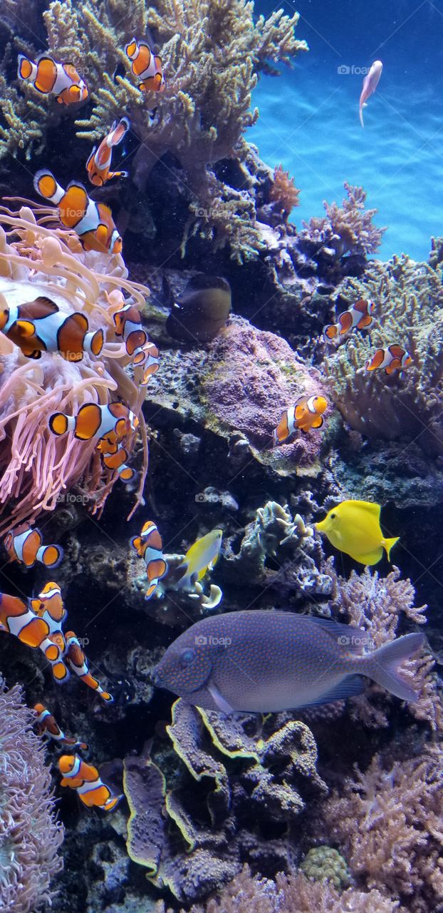 aquarium life