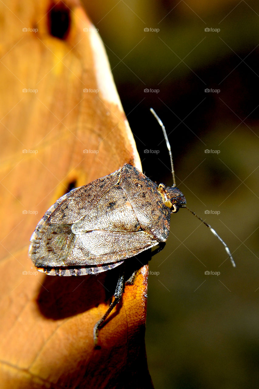 Never touch the Sink bug as it will emits stnky smell.