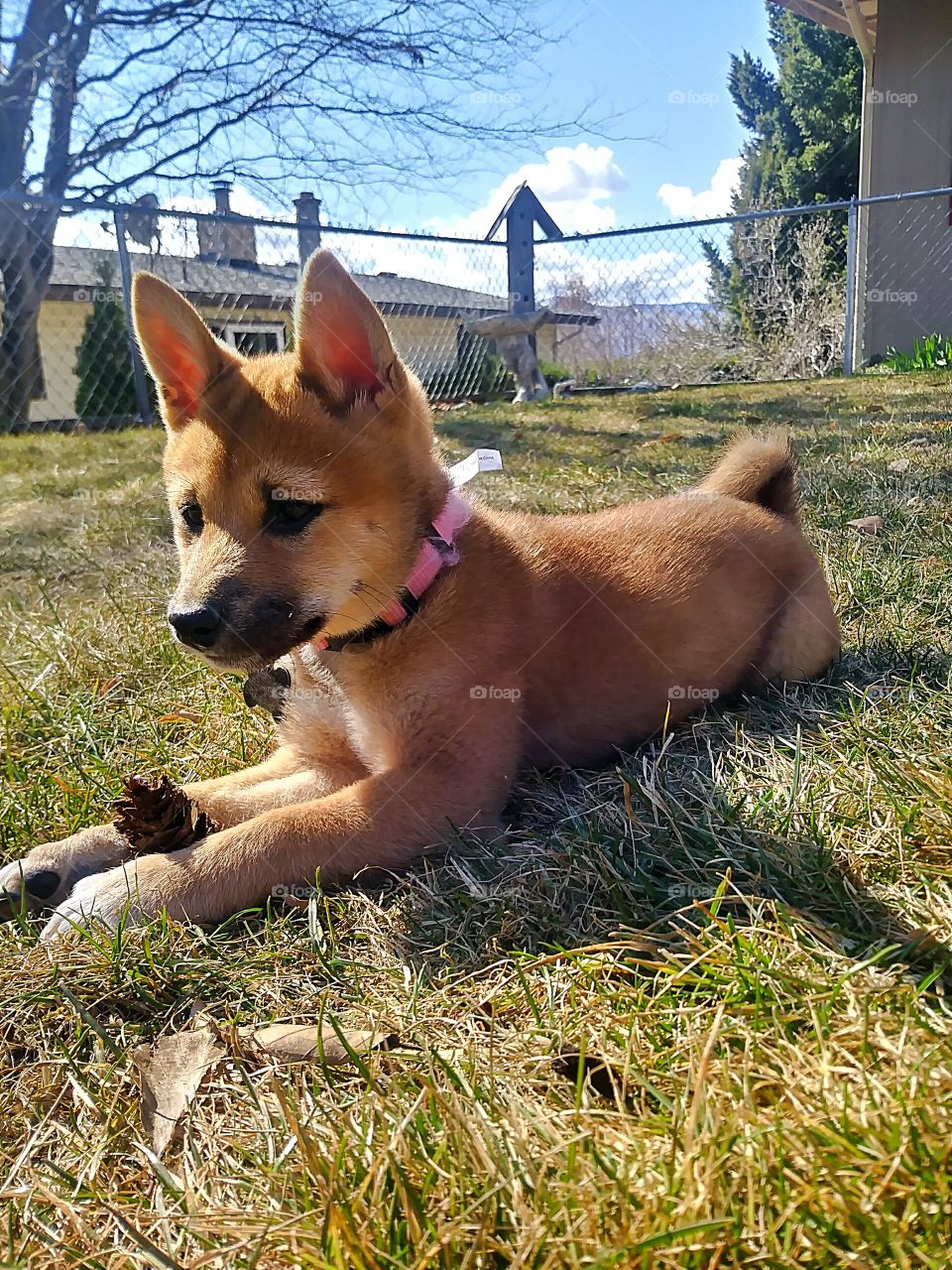 A beautiful Shiba Inu pup named Vixen enjoying the sunny day