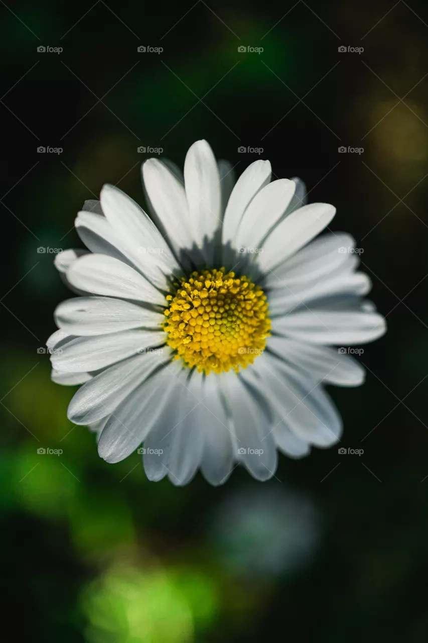English daisy