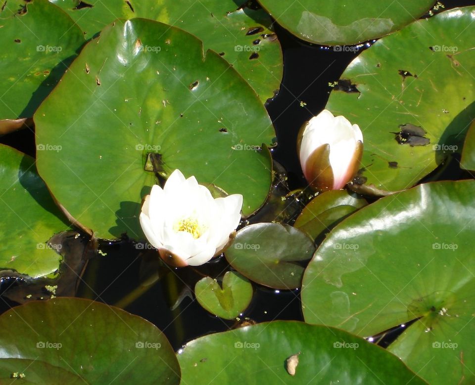 Out of the darkest mud