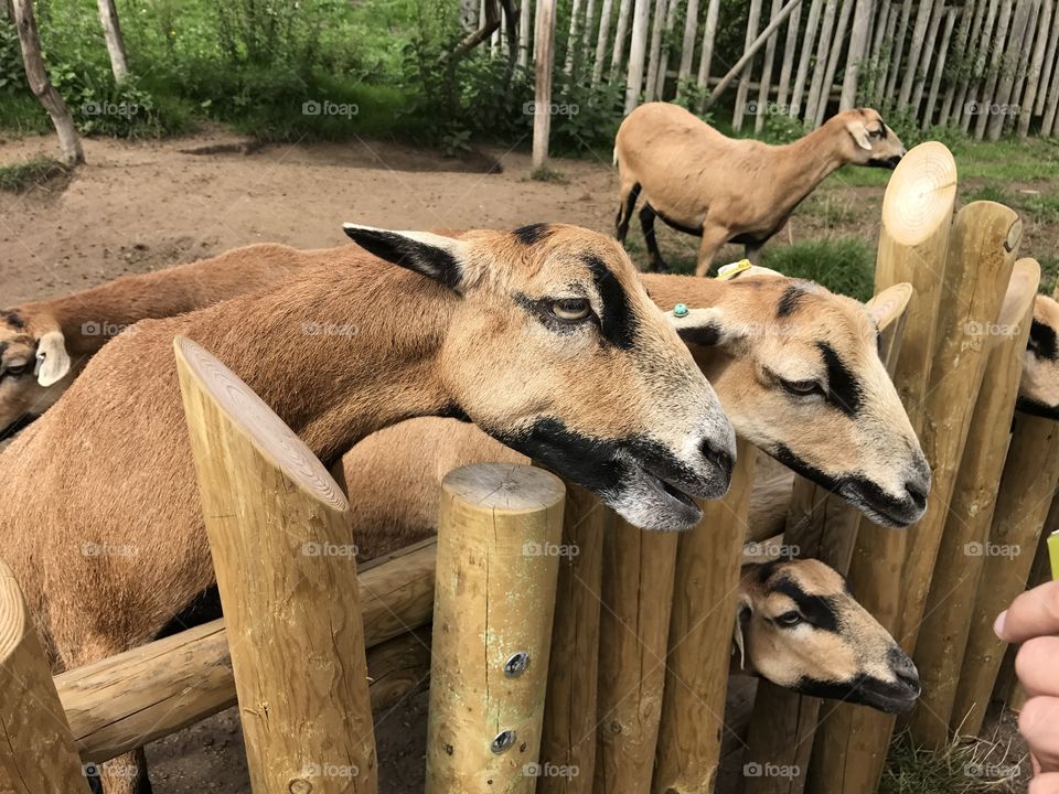 Goats reaching out for a feed