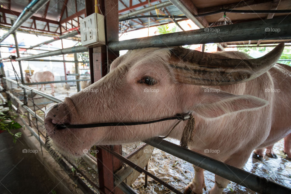 Buffalo in the stable