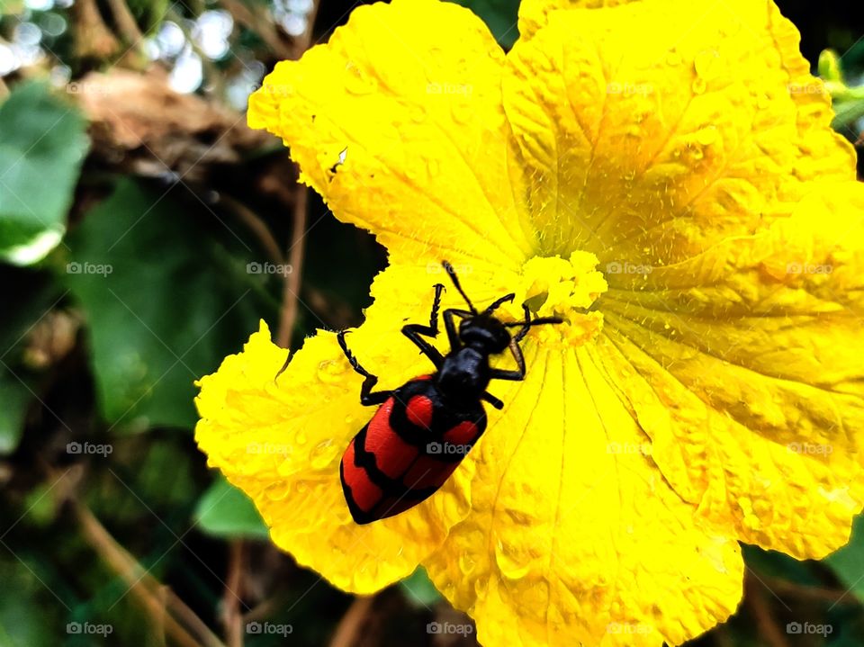 A beautiful bug on the yellow flower
